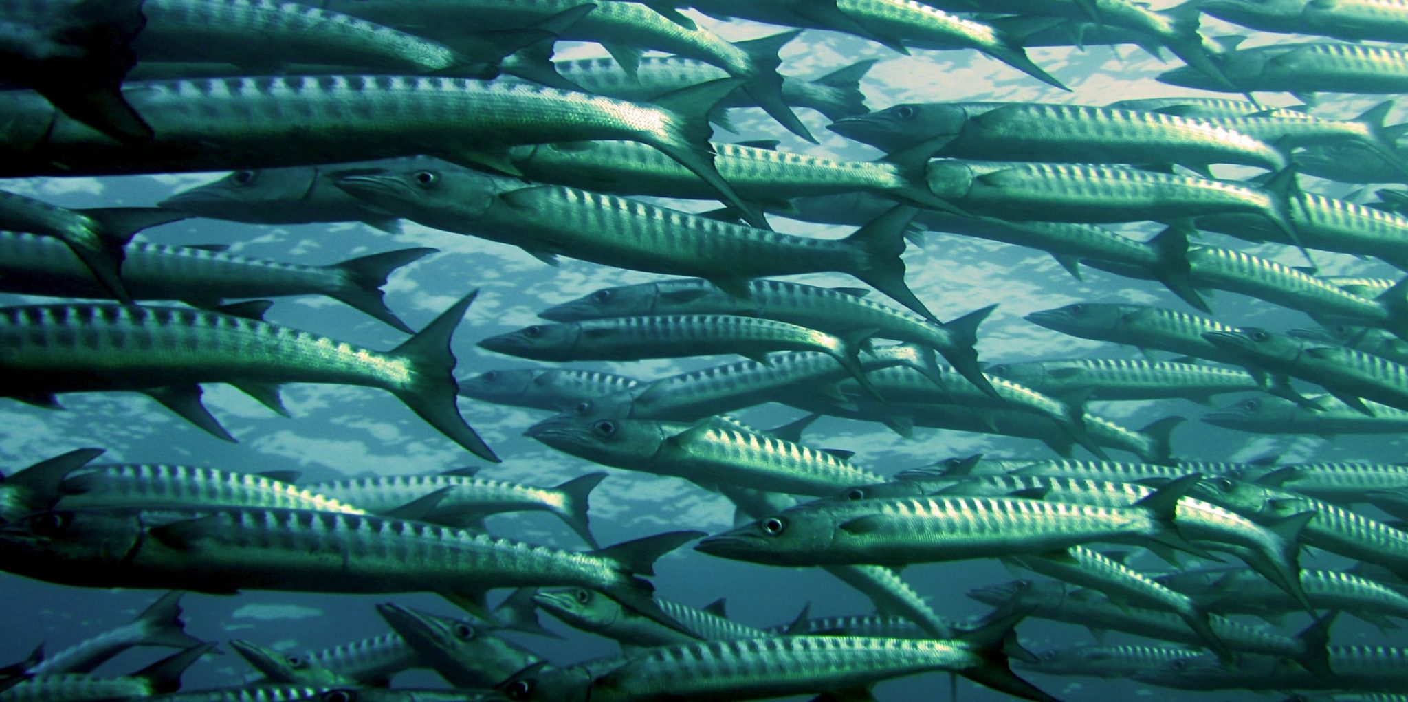 School of Barracudas